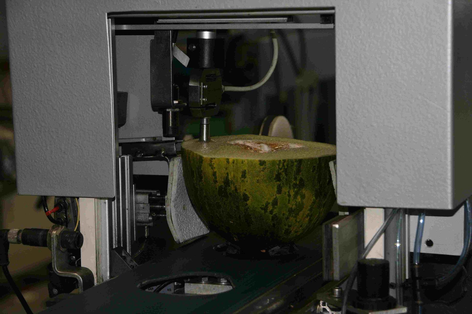 Measurement of the firmness of the flesh of melons