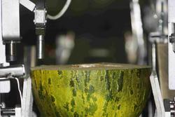Measurement of the firmness of the flesh of melons
