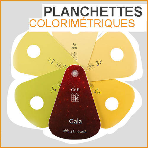Fruit ripeness color schemes